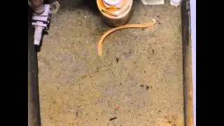 Video 2, Volkenborn, et al.