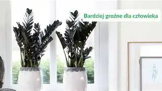 Zamiokulkas (zamia) - 10 ciekawostek!