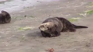 moss landing wildlife area 07 30 2018 1