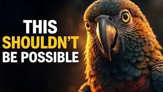 The Hidden Truth Behind Talking Parrots/Beyond The Focus 