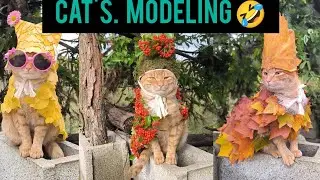 Beautiful Cat Modeling 🤩| Cat walk