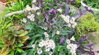 Querem ver coisas lindas? Vamos entrar no meu jardim 🌺🦋