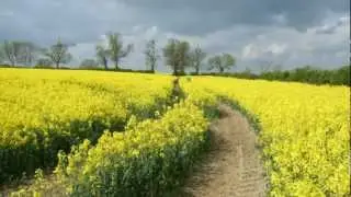 Kevin Kern - Fields of Gold