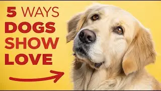 5 Subtle Signals Your Dog Uses to Say I Love You