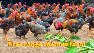 Free-range chicken farm - Raising 2,000 free-range chickens , How farmers raise chickens