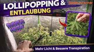 Lollipopping & Entlaubung Blütephase | Indoorgrow Fastbuds Autoflower Spiderfarmer Set #video #howto