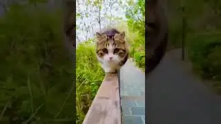 Cat 😺 cute 🥰 Hii Baba