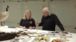 Feather Identification