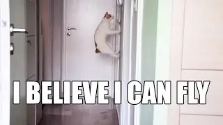 Chapy Cat Believes He Can Fly
