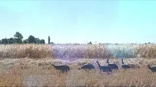 Pollanche e Faraone ruspanti
