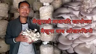 मैखुनखौ माबायदि खायोब्ला मैखुना थाबनो ओंखारफिनो @mwchaharymushrooms 