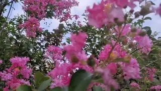 Every Summer time This Beautiful Flowers Bloom❤️💥#amazing #beautifulflowersintheworld