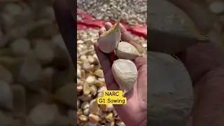 #G1 #garlic #sowing #youtubeshorts #everything #agriculture #subscribe #3000subs #youtube