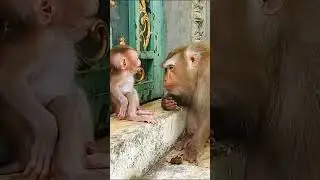 Life of Baboons: Cute angry monkey