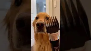 NEVER get your hair cut by a dog&hellip;