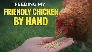 Feeding Native Chicken By Hand | Island Life