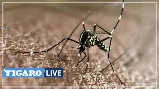 🔴 La CHASSE au moustique-tigre tourne à plein régime à Strasbourg