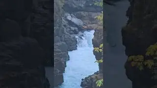 Salmon Jumping 👀🍣 #vancouverisland #salmon #salmonrun #britishcolumbia #portalberni #stampriver