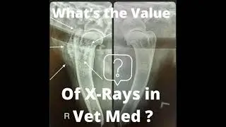 Osteosarcoma in Dogs