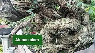 NGERI 🔺SANTIGI KARANG 