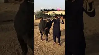 My comfort zone❤️#shorts #reels #viralvideo #trending #cow #bull #animals #cowmandiupdate