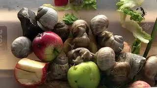 Video for kids-Snail 8/2025 [ Roman Snail ] Aquarium 🐌[vinbergssn&auml;ckor] 🐌Vinb&auml;rssnigel 