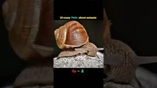 10 amazing facts about animals | facts about animals in hindi | Ep - 2 #shorts