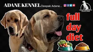 Dog Diet Plan|🥗 Healthy Labrador Diet: Choosing the Best Food for Your Dog#trending#videos#dietplan