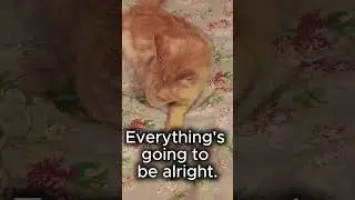 Everything's going to be alright | Seva the Maine Coon