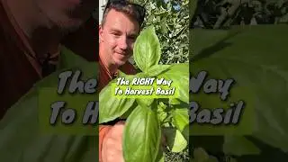 Grow Unlimited Basil!