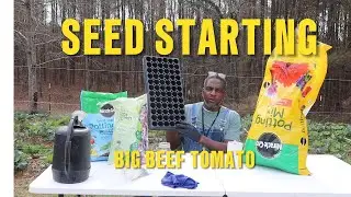 Seed Starting  Big Beef Tomato