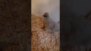 Video 02 von 02 Seidi Zwergin Lilli mit Piepsstimme