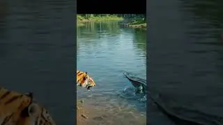 5 Essential Wildlife Skills for a Thrilling Tiger Chase#tigerchase #wildlifeadventure #junglechase