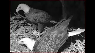 10-08-22 NEFL Bald eagles; mating, vocals and nest test tonight, Gabby and Samson.
