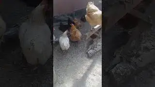 Girls  #chicken #roostersrest #chickenbreeds #roostersandhens #chickentypes #birds #raisingchickens