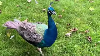 Peacocks Roaming In Pittencrieff Park.
