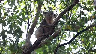 NEFA Threatened Species Day