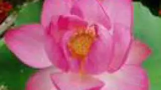Angels of Peace 2-  musique de F. Amathy /Relaxation/meditation/paix/relaxing/Anges/Vangelis-Kitaro?