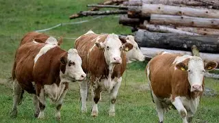 Cows cows mooing cows videos #cowvideos #cows