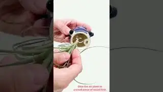 Adorable Ceramic Squid Hanger for Air Plant