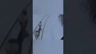 TRAIN Hit Animal #Shorts