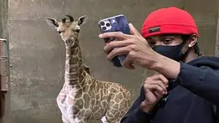 Ja Morant Meeting Ja Raffe at Memphis Zoo