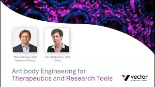Инженерия антител для терапевтических и исследовательских целей