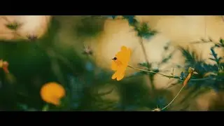 Flowers || Beautiful flowers - Cinematic video