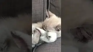 This kitten and bunny absolutely melts my heart 💜