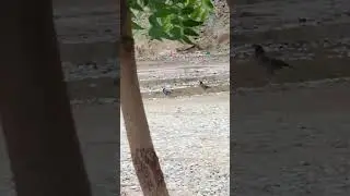 #bird  myna #sounds #amazing #youtubeshorts #nationalgeographic #shortsvideoviral #birdslovers