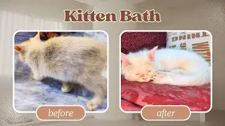 How We Wash a Cat 🛁😹 | Mufasa Bath Routine Explained!