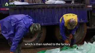 A benchmark enterprise for raw materials of birch SAP