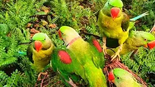 Parrot Sound |Baby parrot moments| #USA Talk parrot#Trending parrot vidio
