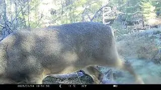 Trail Cam Deer